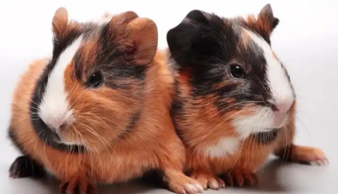 游戏《Guinea Pig Runaway Together》一场豚鼠主导的全球救援大冒险-知尤园